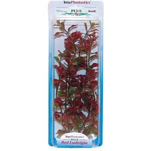 Rostlina Red Ludwiga 25-28 cm