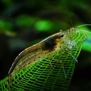 Krevetka Caridina japonica 4 cm