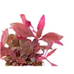 Dennerle Alternanthera reineckii Purple In-Vitro