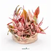 Dennerle Cryptocoryne Flamingo In-Vitro