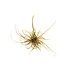 Dennerle Helanthium tenellum ´Red´ In-Vitro