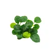 Dennerle Anubias barteri ´Coin Leaf´