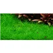 Tropica Eleocharis pusilla 1-2 Grow!