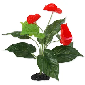 Rostlina REPTI PLANET kvetoucí Anthurium 40 cm