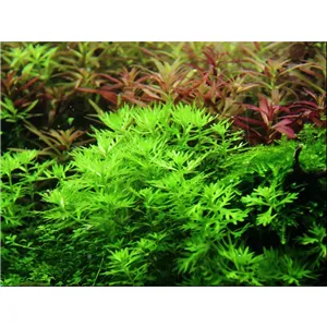 Tropica Hottonia palustris 1-2 Grow!