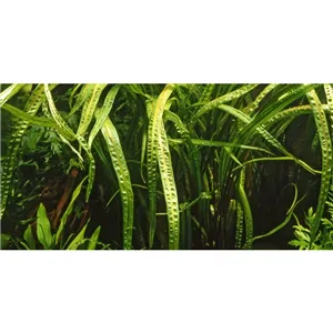 Tropica Cryptocoryne crispatula in-vitro 1-2 Grow!