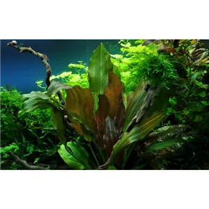 Tropica Echinodorus 'Reni' 1-2 Grow!