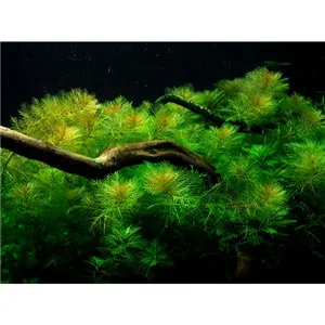 Tropica Myriophyllum mattogrossense 1-2 Grow!