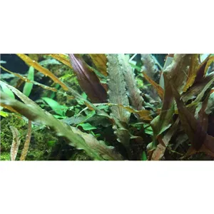 Tropica Cryptocoryne undulata 'broad leaves' 1-2 Grow!