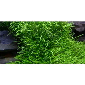 Tropica Utricularia graminifolia 1-2 Grow!