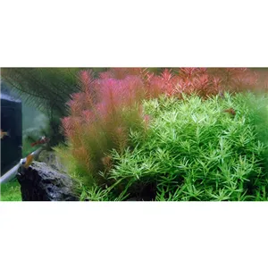 Tropica Rotala wallichii 1-2 Grow!