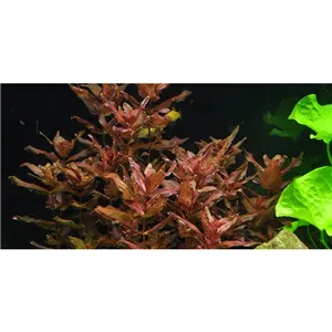 Tropica Rotala macrandra 1-2 Grow!