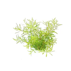 Dennerle Ludwigia arcuata In-Vitro