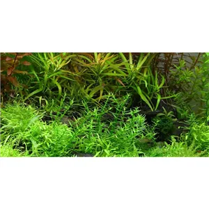 Tropica Gratiola viscidula 1-2 Grow!