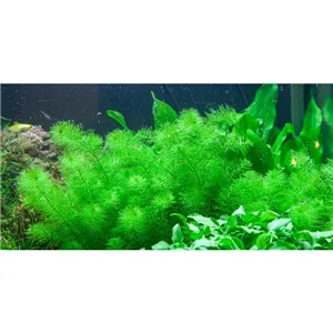 Tropica Myriophyllum 'Guyana' 1-2 Grow!