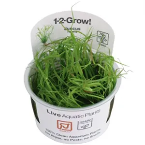 Tropica Juncus repens 1-2 Grow!