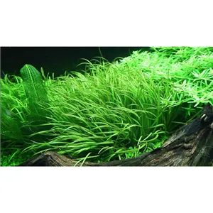 Tropica Blyxa japonica 1-2 Grow!