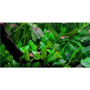 Tropica Cryptocoryne wendtii 'Green' 1-2 Grow!