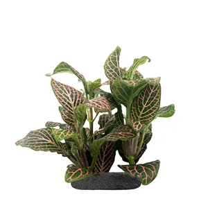 Wio Fittonia sp. ´Red´ na lepkavém substrátu