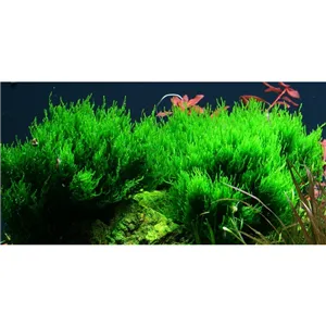 Tropica Taxiphyllum 'Flame' 1-2 Grow!