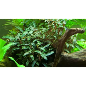 Tropica Bucephalandra sp. 'Red'