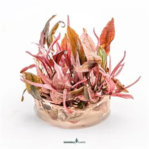 Dennerle Cryptocoryne Flamingo In-Vitro