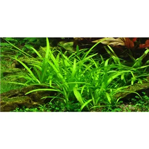 Tropica Sagittaria subulata In-Vitro 1-2 Grow!