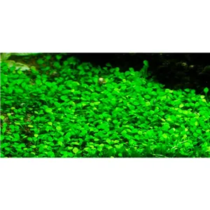 Tropica Marsilea minuta 1-2 Grow!