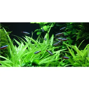 Tropica Helanthium 'Quadricostatus' 1-2-Grow!