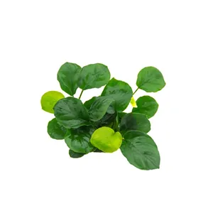 Dennerle Anubias barteri ´Coin Leaf´