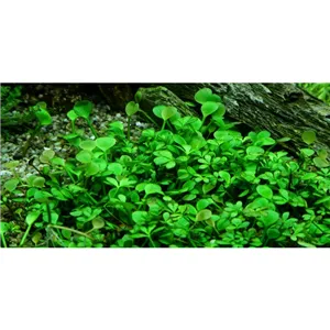 Tropica Marsilea hirsuta 1-2 Grow!