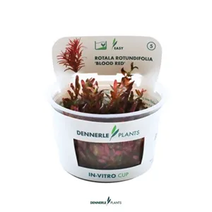 Dennerle Rotala Rotundifolia "Blood Red" In-Vitro