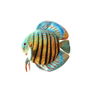 Plyšák Discus fish