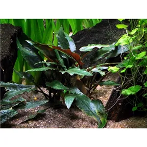 Cryptocoryne beckettii 'Petchii' v blistru