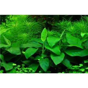 Anubias nana 'Large'