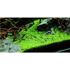 Tropica Elatine hydropiper 1-2 Grow!