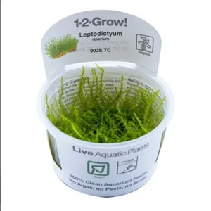 Tropica Leptodictyum 1-2 Grow!