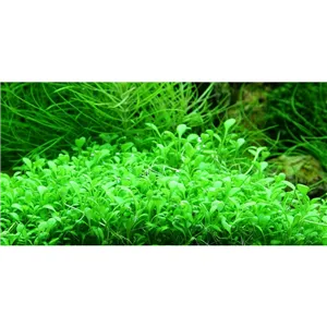 Tropica Glossostigma elatinoides 1-2 Grow!