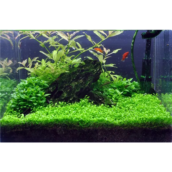 Tropica Staurogyne repens 1-2-Grow!