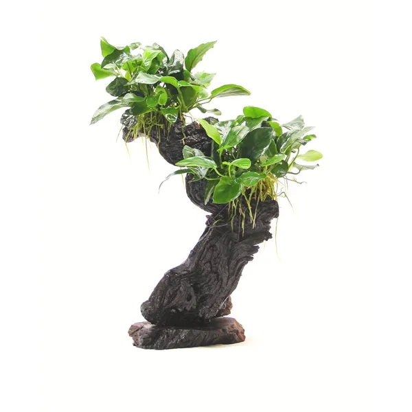 Dennerle Bonsai M s Anubias nana 20 x 10 x 30 cm