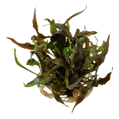 Tropica Cryptocoryne undulata 