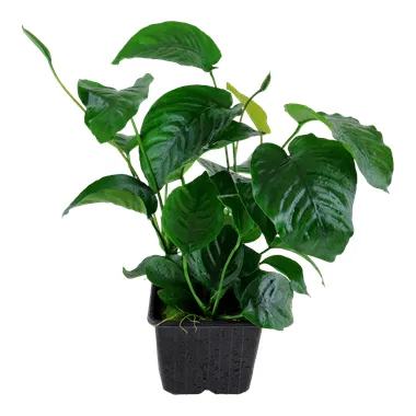 Anubias barteri var. caladiifolia XL