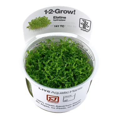 Tropica Elatine hydropiper 1-2 Grow!