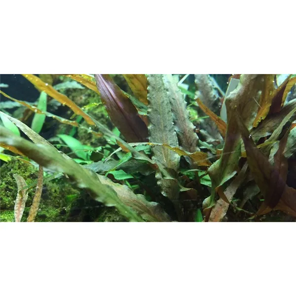 Tropica Cryptocoryne undulata 