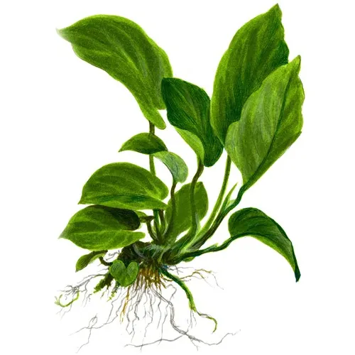 Anubias barteri caladiifolia v blistru