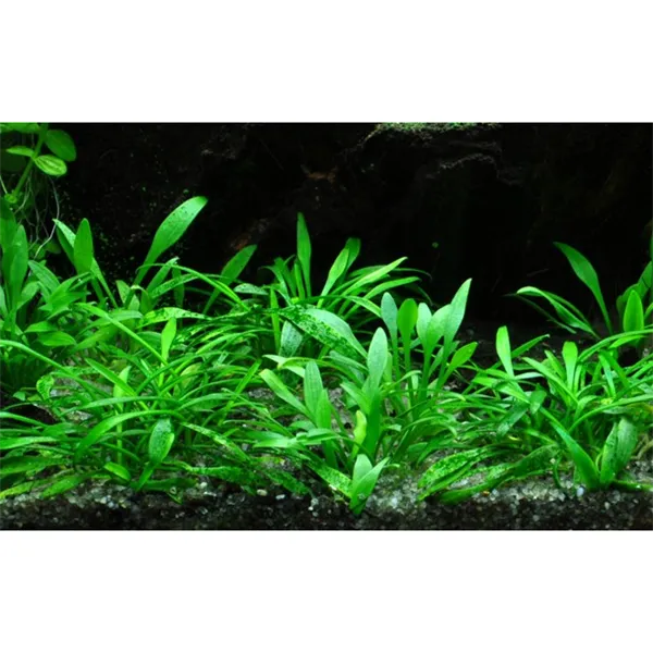 Tropica Cryptocoryne parva