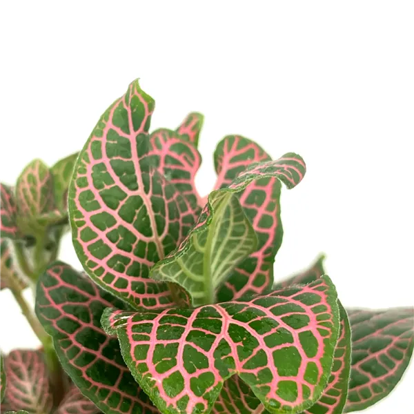 Wio Fittonia sp. ´Red´ na lepkavém substrátu