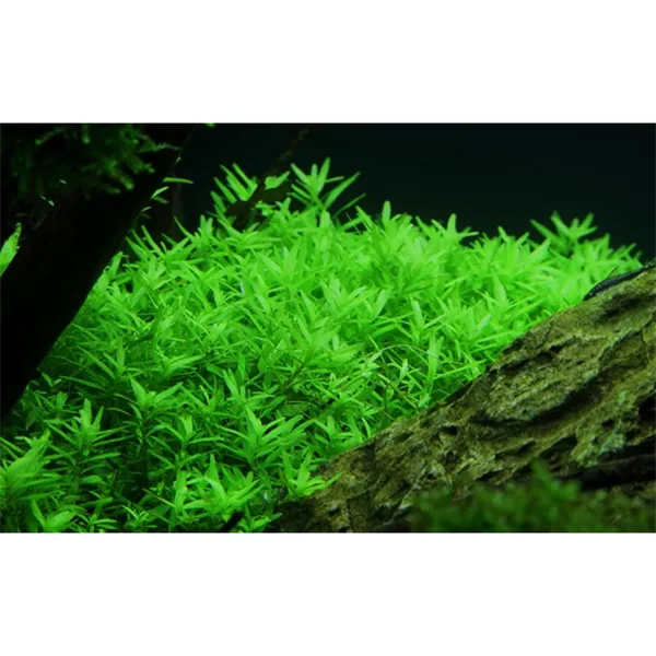 Tropica Rotala rotundifolia ’Green’ 1-2 Grow!