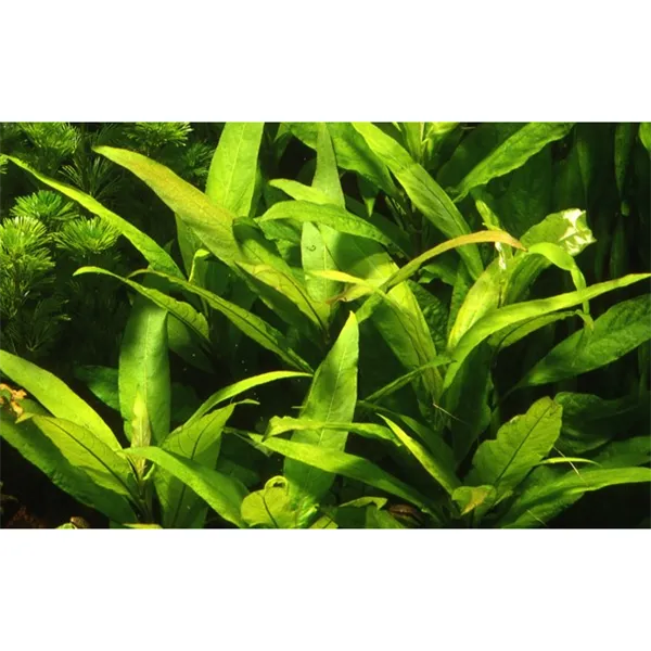 Tropica Hygrophila corymbosa 