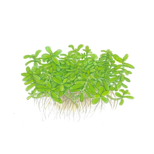 Bacopa 